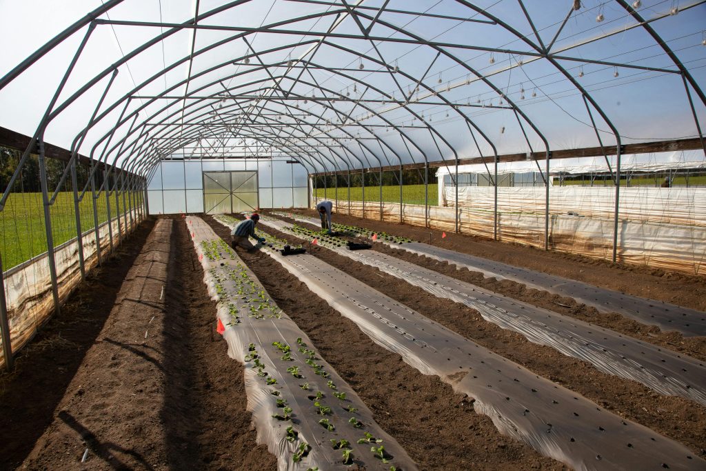Sustainable Agriculture in Pakistan: How DOK-TEK Is Helping Farmers Protect the Planet pexels nc farm bureau mark 5793249