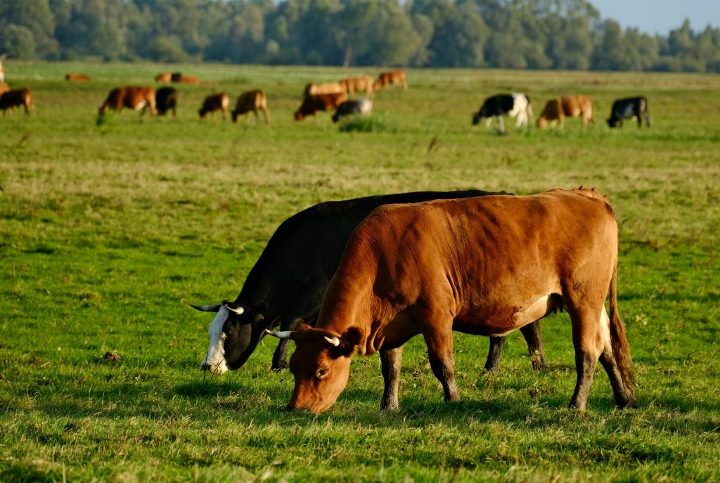 DOK-TEK Sustainable Agri Farms and Dairy Production