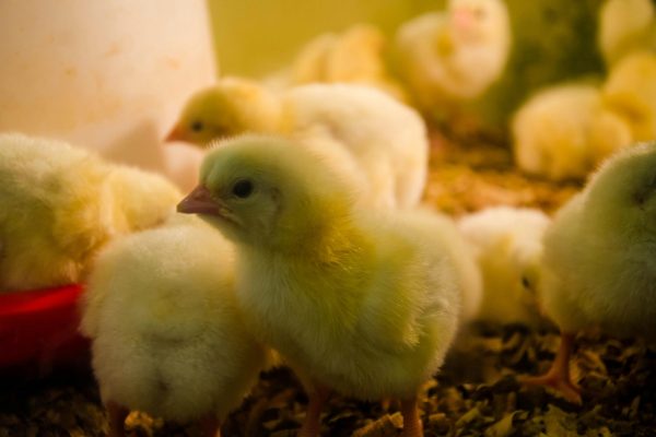Specialized Animal Feed Additives for Poultry and Livestock