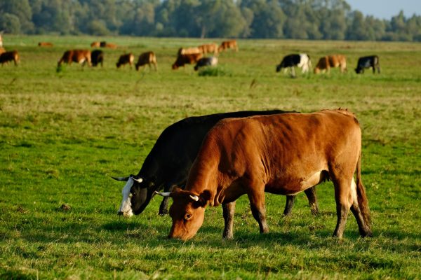 DOK-TEK Sustainable Agri Farms and Dairy Production